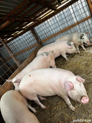 Poarcii de vanzare - imagine 3