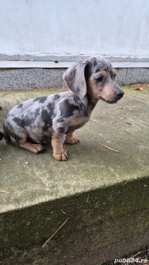 de vânzare cățeluș Teckel  - imagine 3