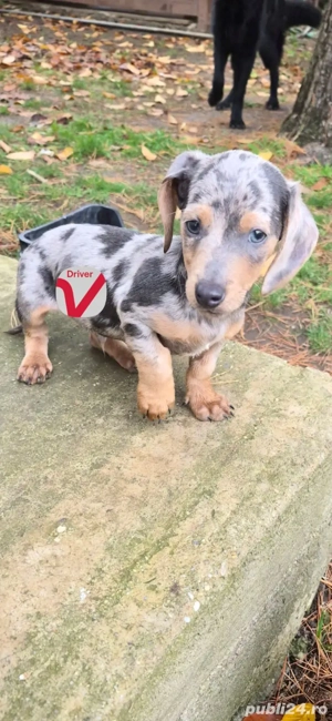 de vânzare cățeluș Teckel  - imagine 2