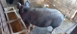 Vând porci de tăiat 