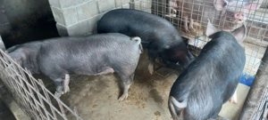 Vând porci de tăiat  - imagine 4