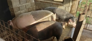 Vând porci de tăiat  - imagine 3