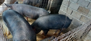 Vând porci de tăiat  - imagine 2