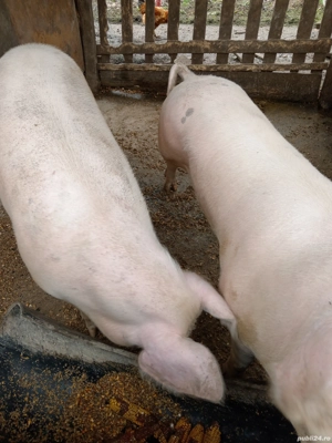 Porci de anzare - imagine 3