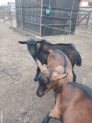 iada si tapii alpini ciut genetic - imagine 3