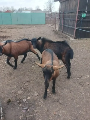 iada si tapii alpini ciut genetic - imagine 2