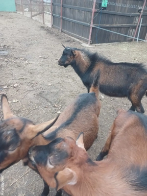 iada si tapii alpini ciut genetic - imagine 5