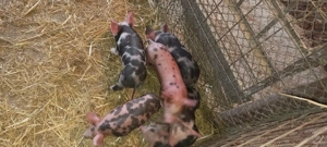 Vând purcei purcei - imagine 2