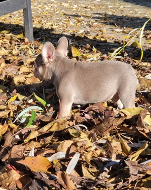 Bulldog francez mascul Isabella - imagine 3