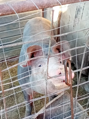 vand porc pentru Crăciun 