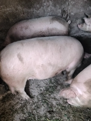 Porci de vânzare  - imagine 3