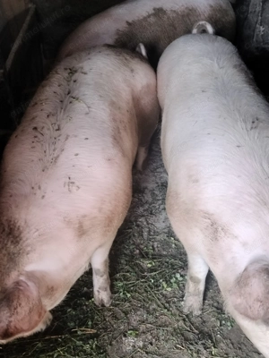 Porci de vânzare 
