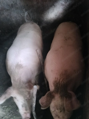 Porci de vânzare  - imagine 2