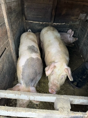 porci de vanzare 