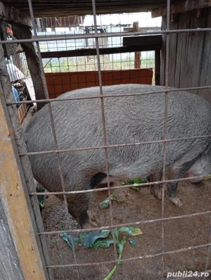 Porc de vânzare 140 150 kg