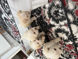 Vând bichon maltez de talie mică 