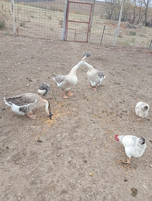 Gâste americane de vânzare 