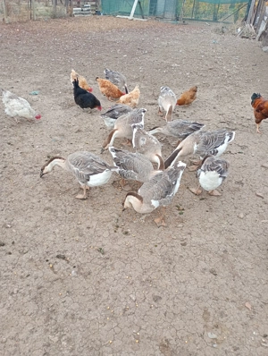 Gâste americane de vânzare sau schimb cu purcei! - imagine 3