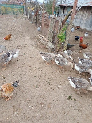 Gâste americane de vânzare sau schimb cu purcei! - imagine 2