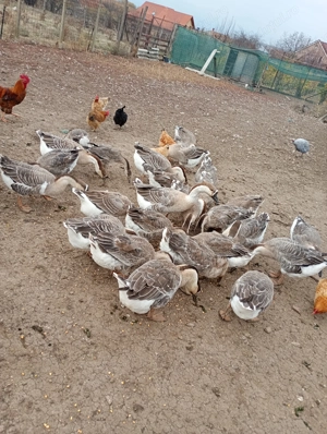 Gâste americane de vânzare sau schimb cu purcei! - imagine 4