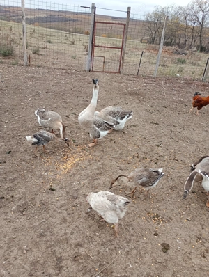 Gâste americane de vânzare sau schimb cu purcei! - imagine 5