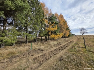 De vânzare teren Garana lângă pârtia de ski  - imagine 4