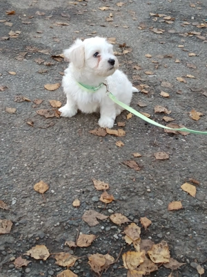 Vând bichon 2 luni și pisica british 2 ani ambii au carnet  - imagine 2