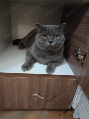 Vând bichon 2 luni și pisica british 2 ani ambii au carnet 