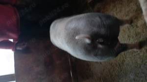 Purcele  pietrean  belgian încrucișat  cu  landras 