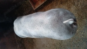 Purcele  pietrean  belgian încrucișat  cu  landras 