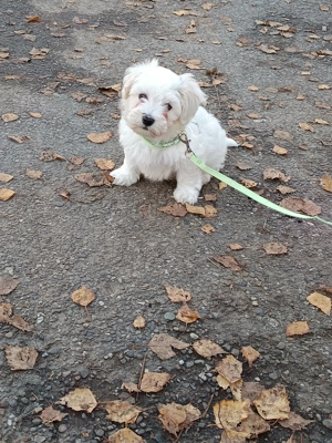 Vând bichon 2 luni și pisica british 2 ani ambii au carnet  - imagine 3