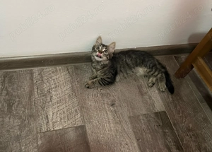 Gratis pisică semipufoasă 3 luni 