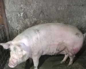 Vând doi porci de rasă.