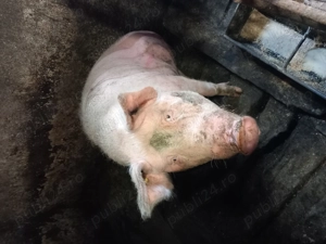 Vând doi porci de rasă. - imagine 2