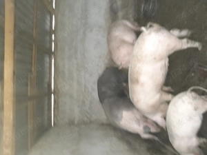 De vinzare porci mari