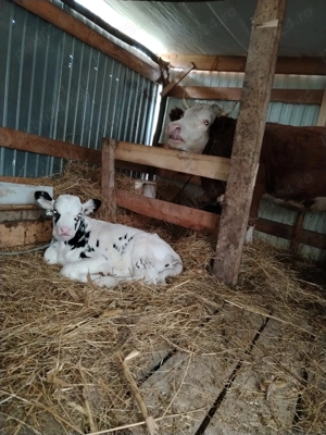 Vând vițel de 3 săptămâni 