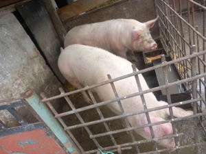 Porc de casa de vanzare