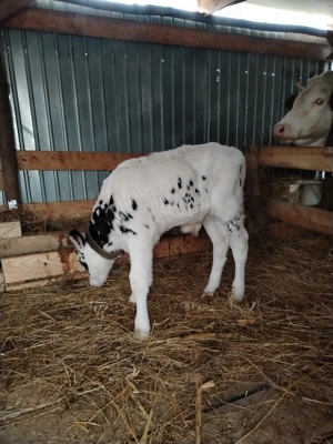 Vând vițel de 3 săptămâni  - imagine 3