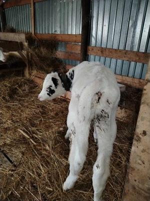 Vând vițel de 3 săptămâni  - imagine 4