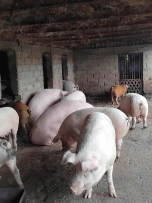 Vand porci - imagine 2