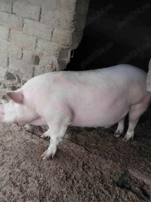 Vand porci - imagine 5