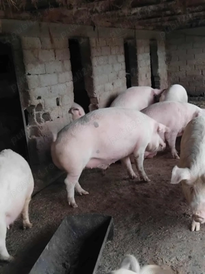 Vand porci - imagine 3