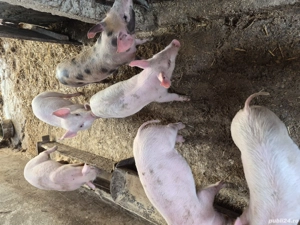 vand purcei - imagine 3