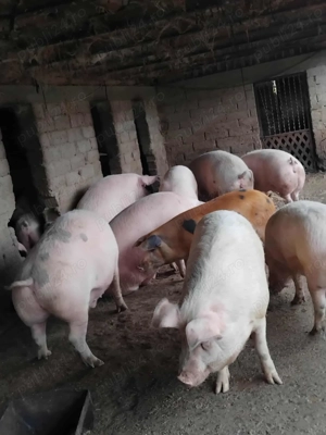 Vand porci - imagine 4