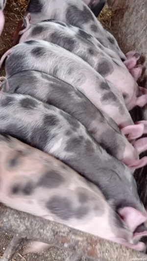 vând purcei de 12 săptămâni rasa de carne 