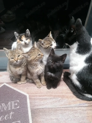 Pisoiasi jucausi, doi cotoi si o pisica tigrata așteaptă sa isi găsească stapan iubitor de animale!