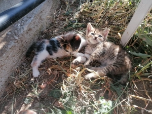 Pisoiasi jucausi, doi cotoi si o pisica tigrata așteaptă sa isi găsească stapan iubitor de animale! - imagine 3