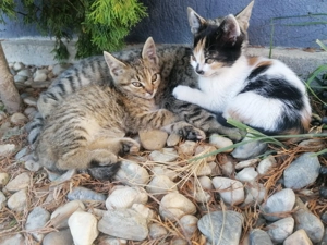 Pisoiasi jucausi, doi cotoi si o pisica tigrata așteaptă sa isi găsească stapan iubitor de animale! - imagine 2