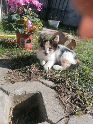 Pisoiasi jucausi, doi cotoi si o pisica tigrata așteaptă sa isi găsească stapan iubitor de animale! - imagine 4