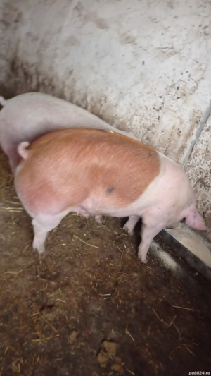vând porcii rasă de carne 140-150 kg